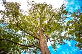 Best Tree Mulching  in Encantada Ranchito El Calaboz, TX