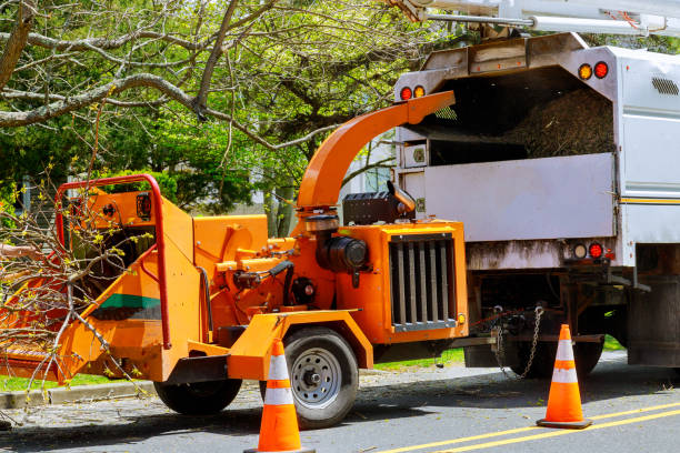 Best Storm Damage Tree Cleanup  in Encantada Ranchito El Calaboz, TX