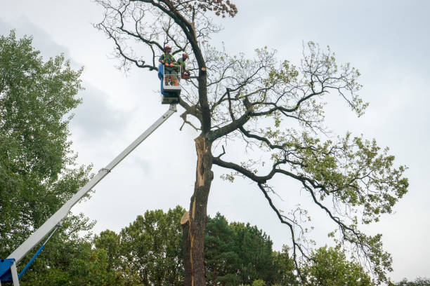 Best Fruit Tree Pruning  in Encantada Ranchito El Calaboz, TX