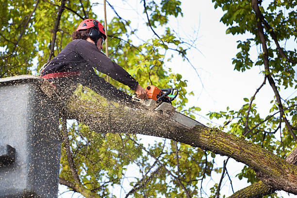  Encantada Ranchito El Calaboz, TX Tree Services Pros